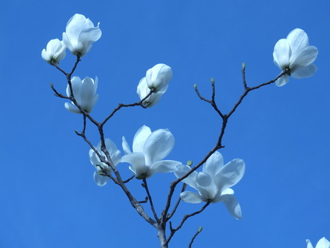 玉蘭花開(kāi)