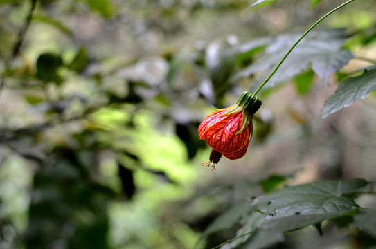 燈籠花