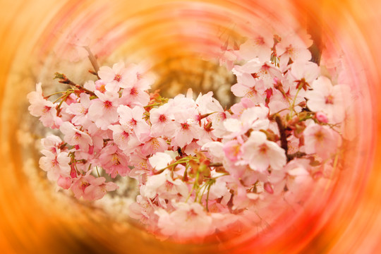 櫻花