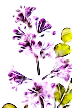 裝飾畫丁香花