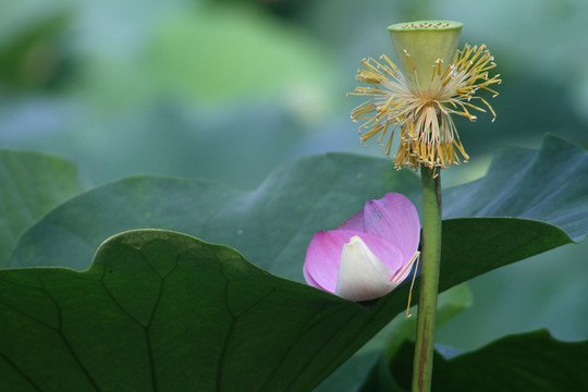荷花