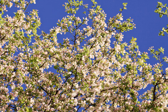 野蘋(píng)果花