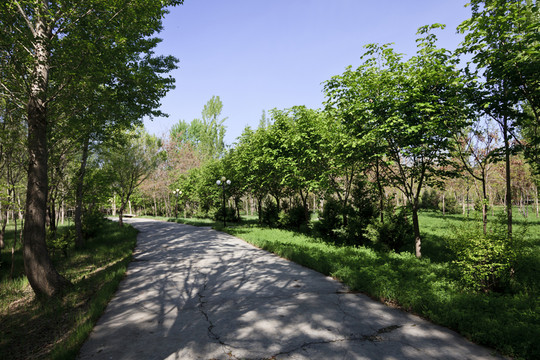 林中小路