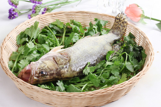 明爐臭桂魚