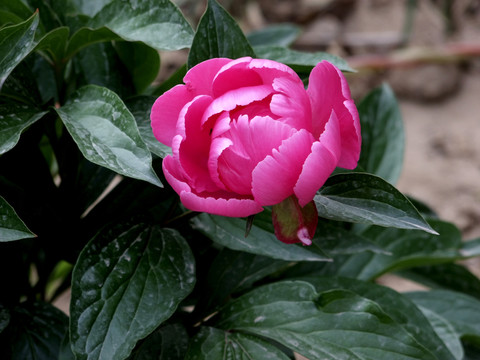 芍藥