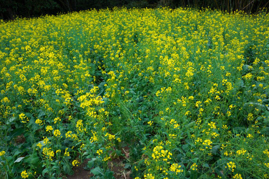油菜花