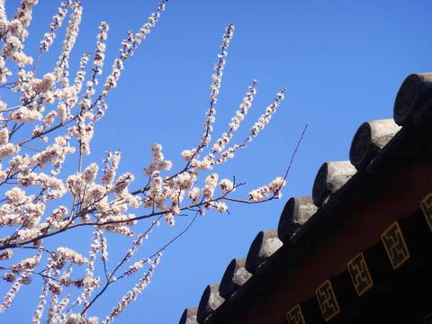 桃枝