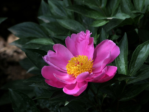 芍藥