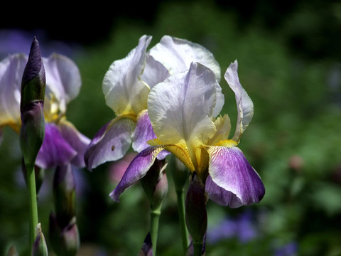 鳶尾花