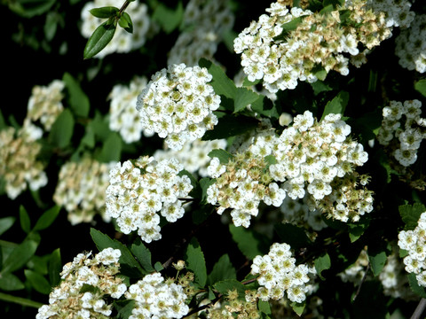 小花