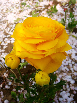 毛茛花
