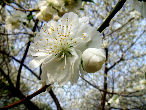 桃花