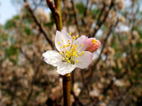 櫻花