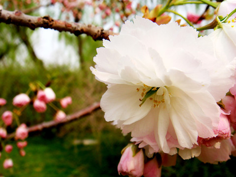 一葉櫻花
