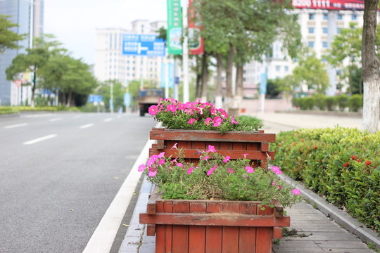 路邊花壇