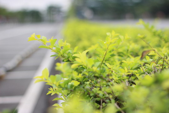 植物樹(shù)葉