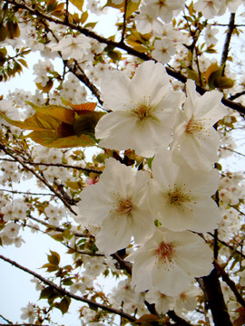 櫻花