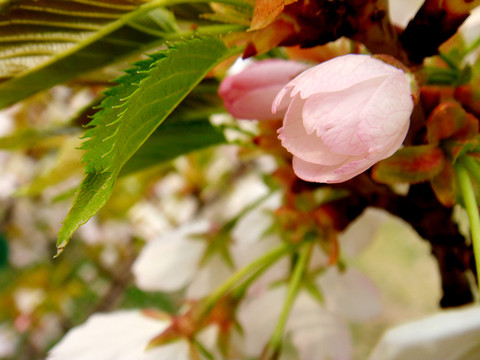 櫻花