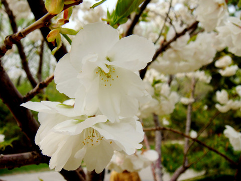 櫻花