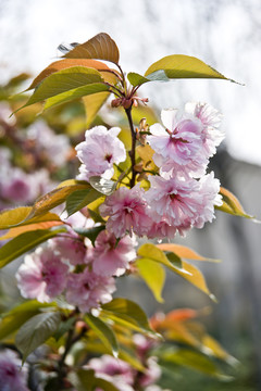 櫻花