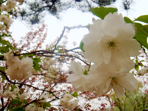 櫻花