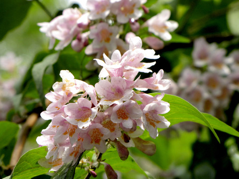 小花