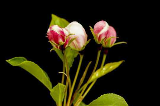 蘋果花