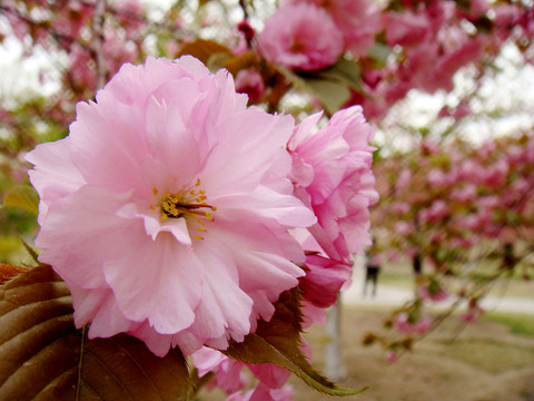 粉櫻花