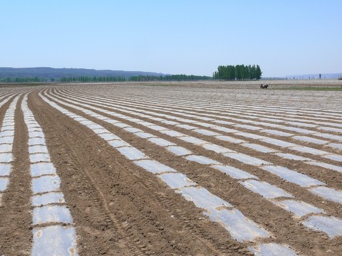 黃河灘地地膜覆蓋