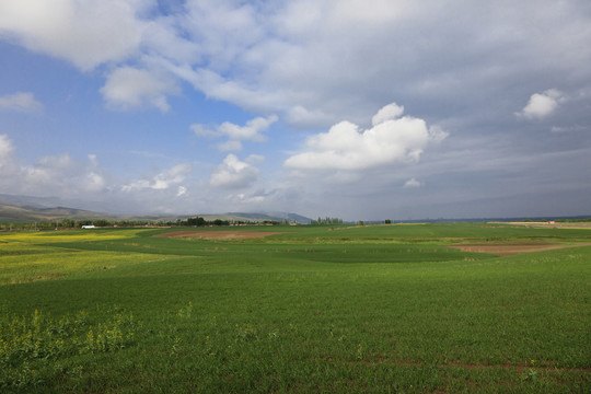 田野