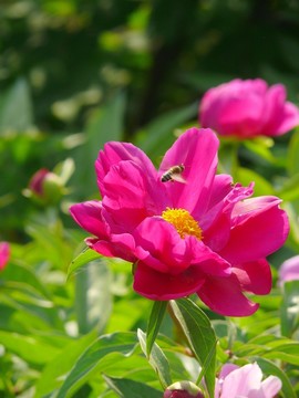 芍藥花