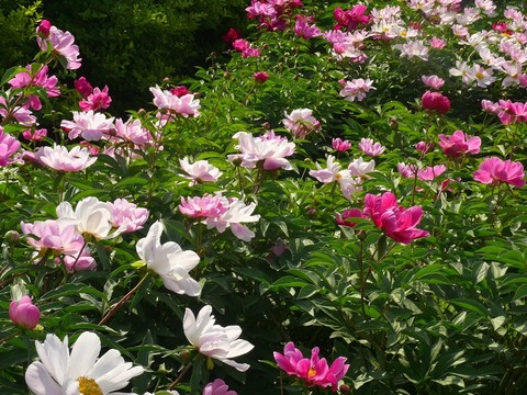 一片芍藥花