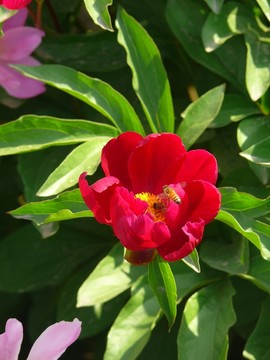 紅芍藥花
