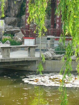 公園垂柳