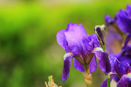 鳶尾花