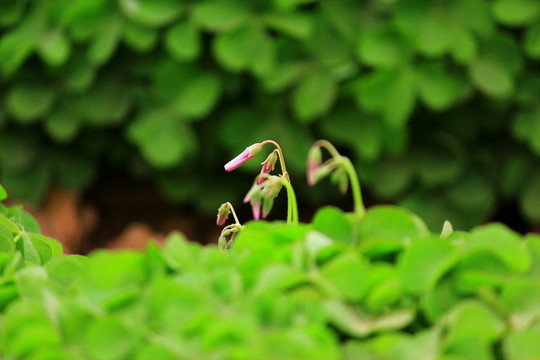 三葉草