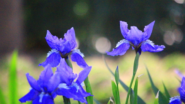 鳶尾花