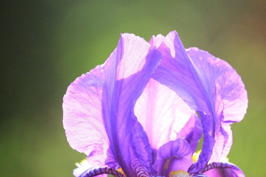 鳶尾花