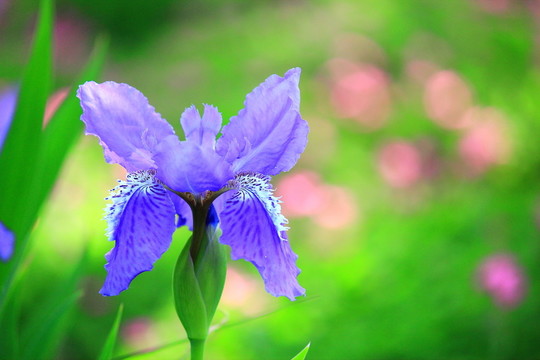 鳶尾花