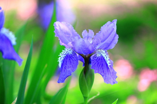 鳶尾花