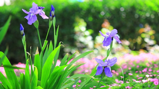 鳶尾花