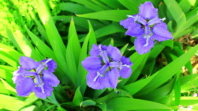 鳶尾花
