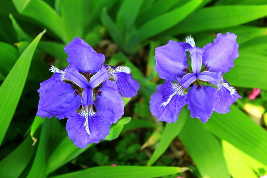 鳶尾花