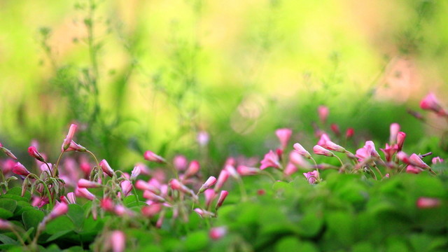 三葉草