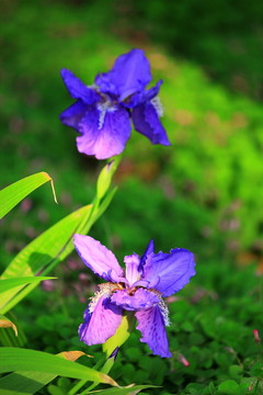鳶尾花