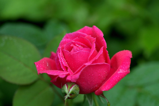 玫瑰花
