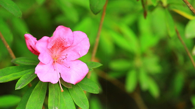 杜鵑花
