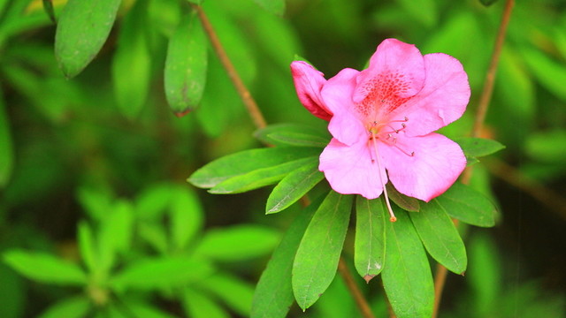 杜鵑花
