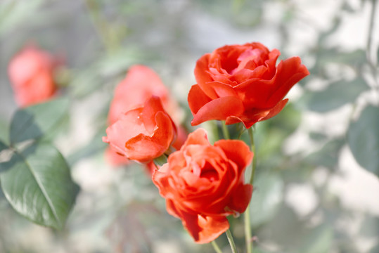 玖瑰花