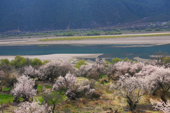 尼洋河